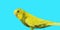 Yellow Budgerigar on blue background. Yellow budgie close up shot.