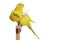 Yellow budgerigar on a branch cleans feathers