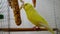 A yellow budgerigar in a cage nibbles on cereal sticks. Healthy parrot food