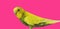 Yellow Budgerigar on pink background.  Yellow budgie close up shot.