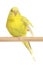 Yellow Budgerigar on a stick