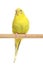 Yellow Budgerigar on a stick