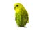 Yellow Budgerigar on white background. Yellow budgie close up shot.