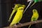 Yellow Budgie, Budgerigar Bird
