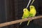 Yellow Budgie, Budgerigar Bird