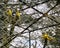 Yellow Budgie In A Cage