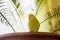 Yellow budgie happy with sunny life sits on edge of flowerpot with a palm tree