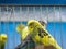 Yellow budgies waiting to be sold in a cage.