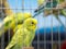 Yellow budgies waiting to be sold in a cage.