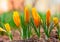 Yellow buds of beautiful spring flowers Crocus closeup spring morning