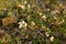 Yellow buds and flowers of Sunshine Wattle blossoming during Autumn in Tasmania, Australia