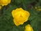 Yellow buds globeflowers. Gardening. Flowering period.