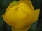 Yellow buds globeflowers. Gardening. Flowering period.