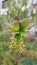 Yellow buds with green purple leaves closeup