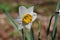 Yellow bulb Narcissus with white petals , Macro of Daffodil flower