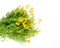 Yellow bunch of Tagetes tenuifolia, Organic edible flowers