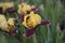 Yellow- burgundy irises flowers in the grass after the rain. Velvet petals covered raindrops.