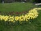 Yellow and burgundy tulips landed in the park. tulips on a background of green grass