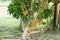 Yellow burmese grape (fruit) on tree,Thailand