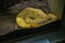 Yellow Burmese Python Snake on the Floor in the mirror Cage at Thailand Snake Farm Bangkok