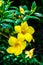 Yellow Bush Allamanda flowers in full bloom