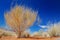 Yellow Bush in the Desert