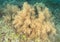 Yellow bush gorgonian coral