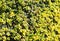 Yellow bush of lemon thyme. Thymus citriodorus. Perennial herb with a characteristic lemon scent of leaves. Soft selective focus.