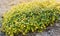 Yellow bush of lemon thyme. Thymus citriodorus. Perennial herb with a characteristic lemon scent of leaves. Soft selective focus