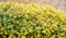 Yellow bush of lemon thyme. Thymus citriodorus. Perennial herb with a characteristic lemon scent of leaves. Soft selective focus