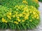 Yellow bush Lilium flowers, green leafs close up