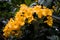 Yellow Bush Lily