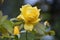Yellow bush rose at the garden