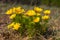 Yellow Bush of spring Adonis