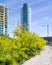 Yellow bushes with tall building