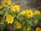 Yellow butter daisy flowers on the plant