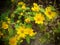 Yellow butter daisy flowers on the plant