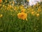 Yellow buttercup against the backdrop of a whole glade of summer buttercups.