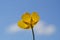 Yellow Buttercup against blue sky