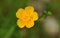 Yellow buttercup flower