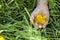 Yellow buttercup flower petals on a child`s palm in green grass, world environment day, horizontal