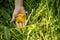 Yellow buttercup flower petals on a child`s palm in green grass, world environment day, horizontal