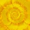 Yellow Buttercup Flower Spiral