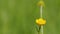 Yellow buttercup flowers. Beautiful, dreamy, idyllic and calm spring meadow. Ranunculus repens l. Close up.