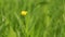 Yellow buttercup flowers in meadow among green grass. Ranunculus repens l.