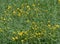 Yellow buttercup flowers Swedish summer field