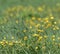 Yellow buttercup flowers Swedish summer field bokeh