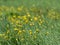 Yellow buttercup flowers Swedish summer field bokeh