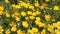 Yellow buttercup Ranunculus acris flowers in meadow among green grass