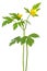 Yellow buttercup (Ranunculus repens) flowers